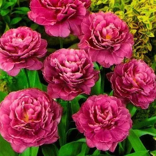 Тюльпан "Margarita" 3 шт (17259) - фото 1