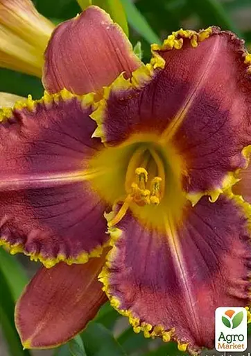 Лилейник "Barracuda Bay" (49793) 1 шт - фото 3