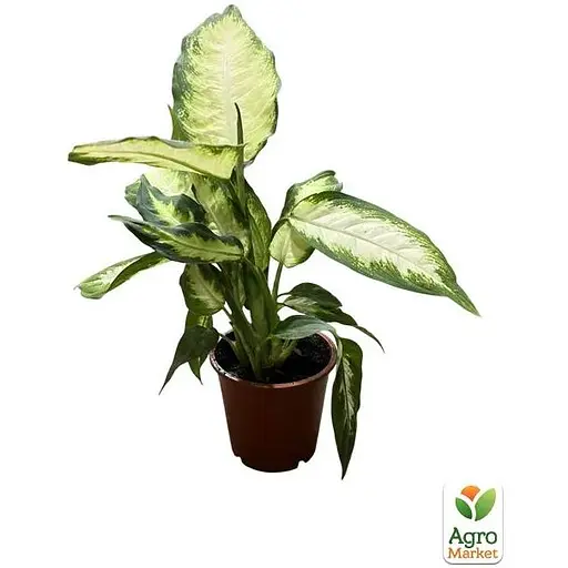 Дифенбахия (Dieffenbachia) Agro-Market Camilla высота 30-50 см (185443) 1 саженец в упаковке комнатный - фото 2
