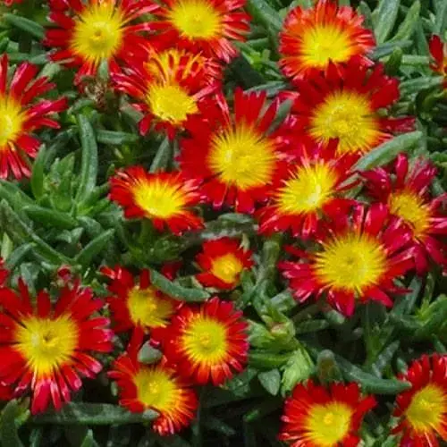 Делосперма (цветущий суккулент) Wheels of Wonder Fire (187832) 1 саженец в упаковке - фото 1