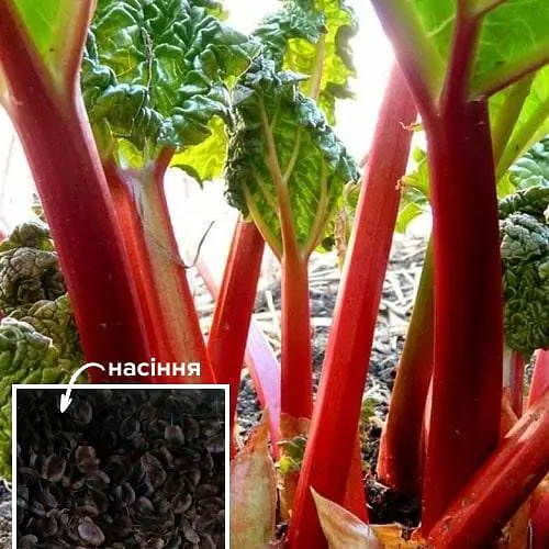 Ревінь (Зипер) ТМ "Весна" 1,5г (50033) - фото 1