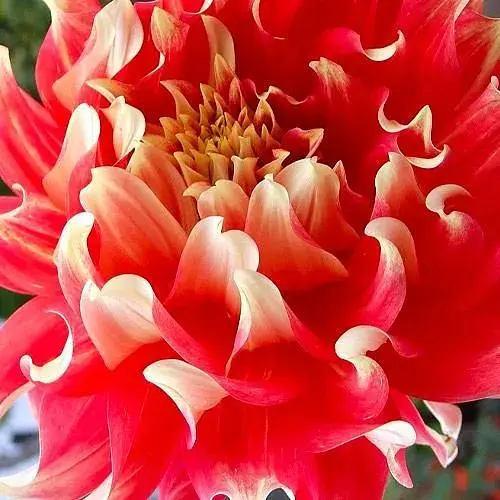 Жоржина "Bodacious" (гігантська квітка) (189894) 1 шт - фото 1