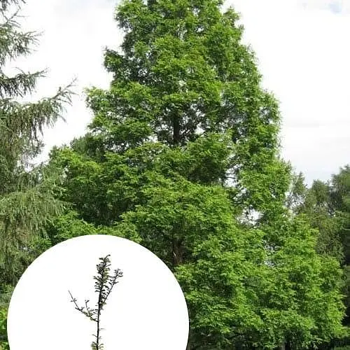 Метасеквойя китайская Agro-Market 5-ти летняя Glyptostroboides С5 высота 70-90 см 183886 1 саженец в упаковке - фото 1