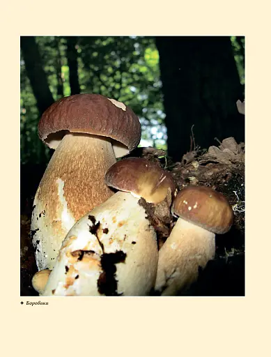 У пошуках грибного царства - фото 5