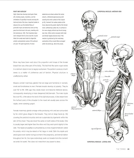 Anatomy for the Artist - фото 5