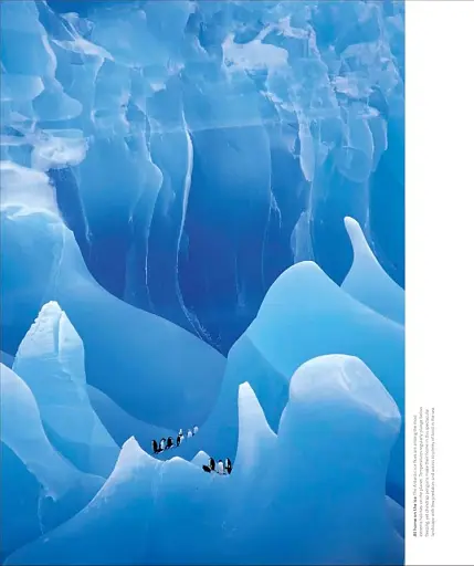 Animal Behaviour: Stories of Instinct, Intelligence and Adaptation - фото 2