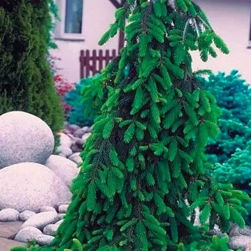 Пихта Вича Agro-Market Pendula ком/сетка высота 160-180 см 188450 1 саженец в упаковке - фото 1