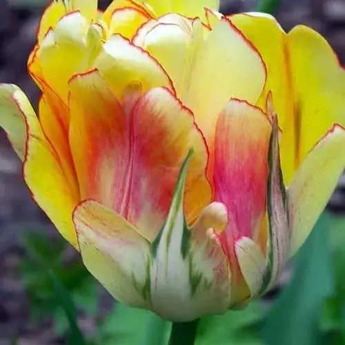Тюльпан "Akebono" (156297) 2 шт - фото 1