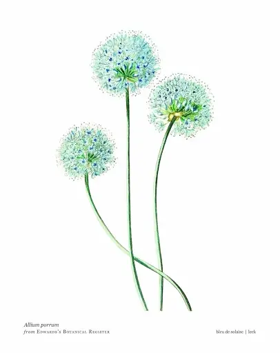 Biblioflora - фото 3