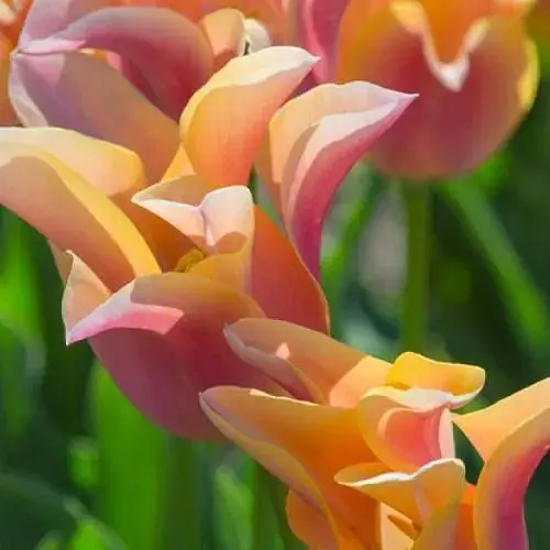 Тюльпан "Marianne" (лилиоцветный) (186180) 2 шт - фото 1