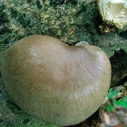 Міцелій на дубових брусочках "Глива одиночна" 10шт (45244) - фото 1