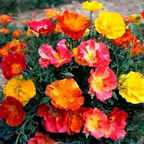 Эшшольция однолетняя "Махрова" Весна 0.3г (18669) - фото 1