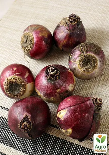 Гиацинт "Anna Marie" 2 шт (17242) - фото 2