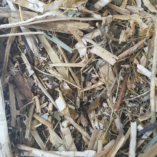 100 г маклея трава сушенная - свежий урожай