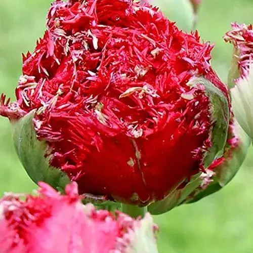 Тюльпан "Qatar" (186224) 2 шт - фото 1