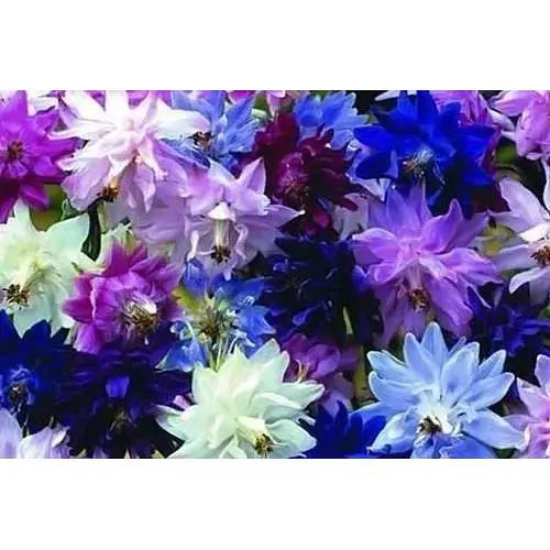 Аквилегия "Бордюрная смесь" "ТМ "Весна" 0.5г (33073) - фото 1