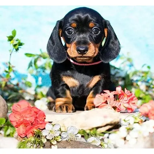 Алмазна мозаїка картини за номерами зі стразами на підрамнику "Маленький охоронець" 30*30 см (ME21194) - фото 1