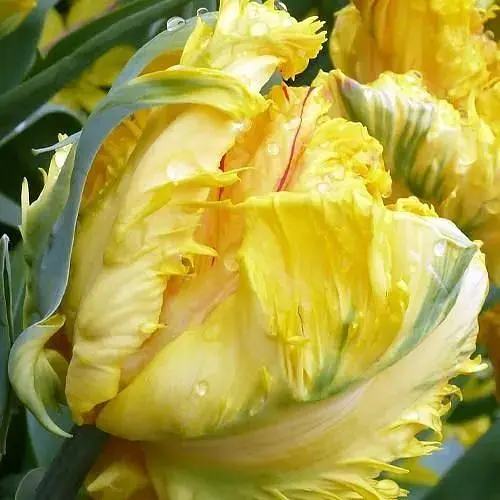 Тюльпан "Eagle Wings" (174810) 2 шт - фото 1