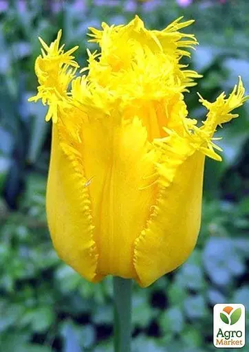 Тюльпан "Hamilton" 3 шт (17137) - фото 3