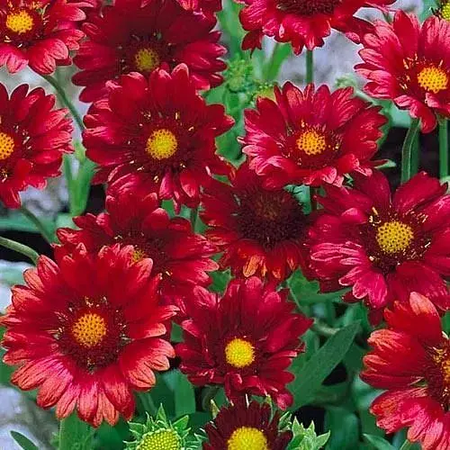 Гайлардія багаторічна великоквіткова "Arizona Red Shades" (вазон Р9) (189462) 1 саженец - фото 1