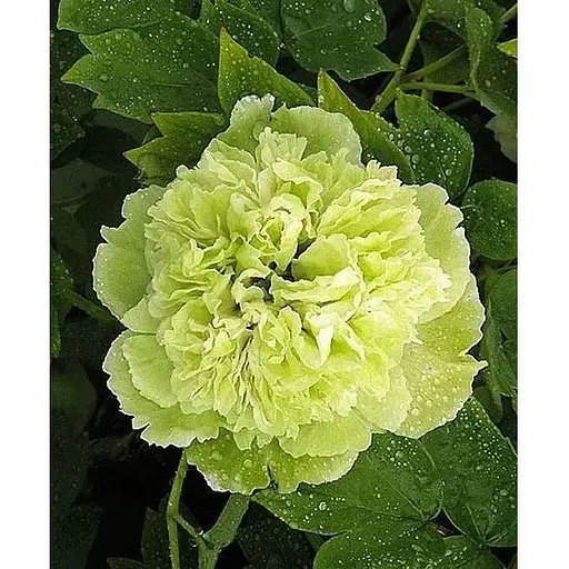 Пион древовидный "Green Jade" (75833) (Корневище) 1 шт - фото 1