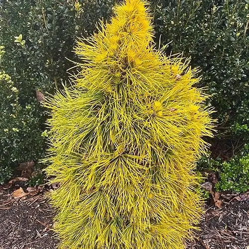 Сосна щеплена Agro-Market 2-річна звичайна Moseri С2 висота 20-25 см 187462 1 саджанець в упаковці - фото 1