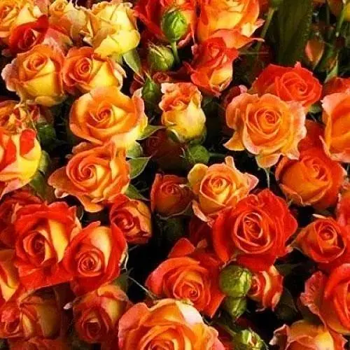 Роза мелкоцветная (спрей) "Кинг бабблс" (саженец класса АА+) высший сорт (99895) 1 саженец - фото 1