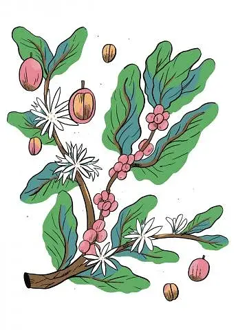 Нові кавові правила - фото 4