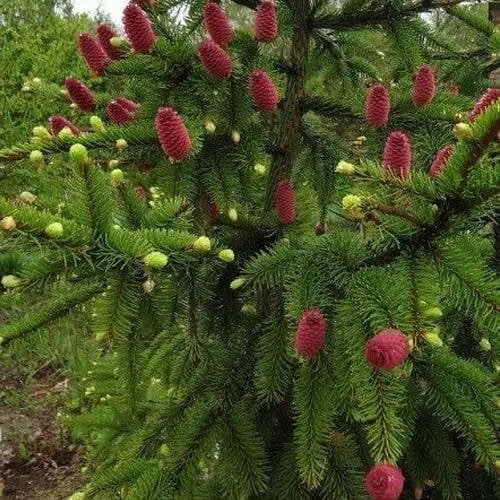 Ель обыкновенная Agro-Market Acrocona ком/сетка высота 100-120 см 184142 1 саженец в упаковке - фото 1