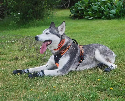 Світловідбивна шлейка для собак Truelove з ручкою, розмір S, М'який жилет для домашніх тварин без витягування, міцний зовнішній - фото 2