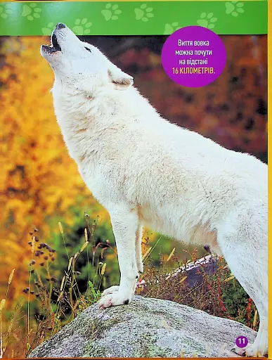 Гав! 100 цікавих фактів про собак - фото 5