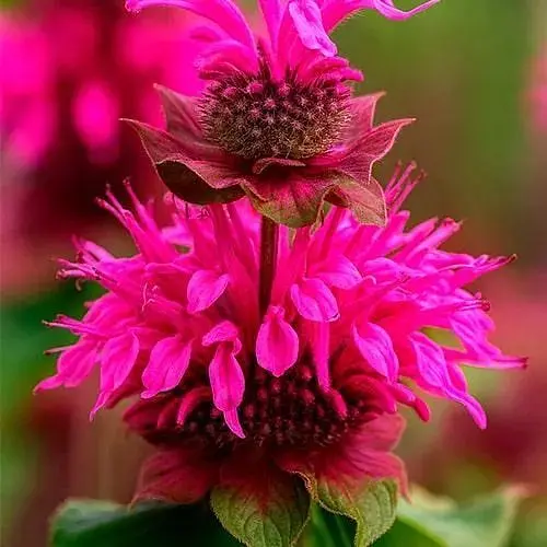 Бергамот (Монарда) "Bee Free" (187843) 1 саженец - фото 1