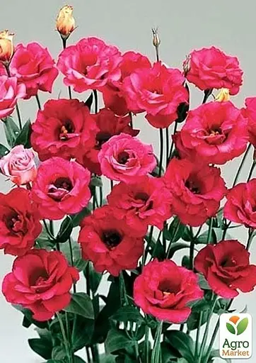 Эустома махровая "Arena Red" укоренена в контейнере Р9 (51986) 1 саженец - фото 2