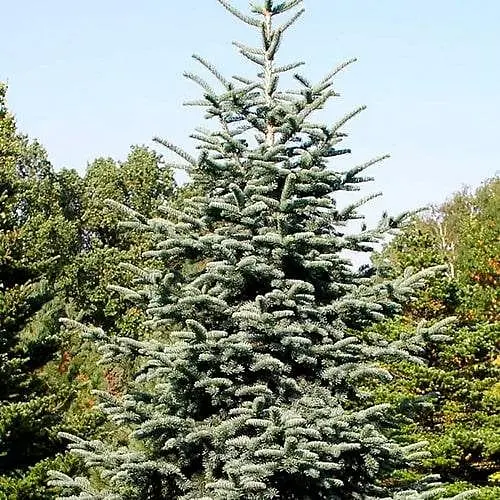 Пихта привитая Agro-Market 2-х летняя благородная Glauca С2 высота 20-25 см 188037 1 саженец в упаковке - фото 1