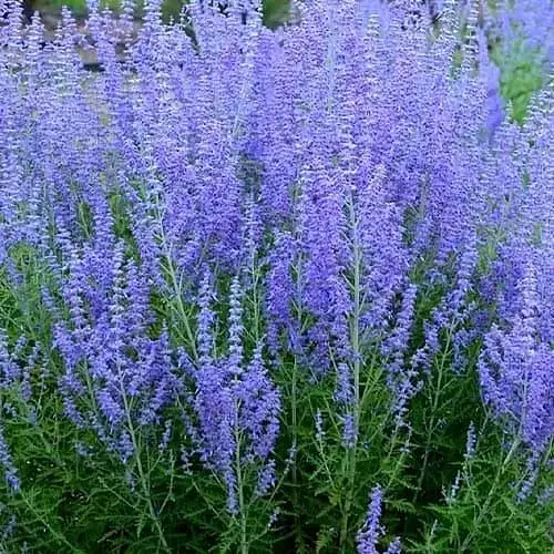 Перовскія лебедолистна Agro-Market Blue Steel" вазон С2 (183705) 1 саджанець в упаковці  - фото 3