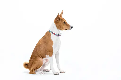 Нашийник для собак шкіряний Waudog Design з QR-паспортом "Літо" M Ш 20 мм Д 29-38 см білий - фото 5