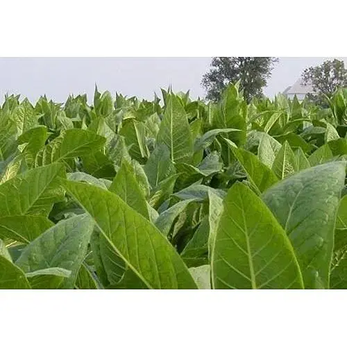 Семена Табак для курения "Вирджиния" Весна 1г (32184) - фото 1