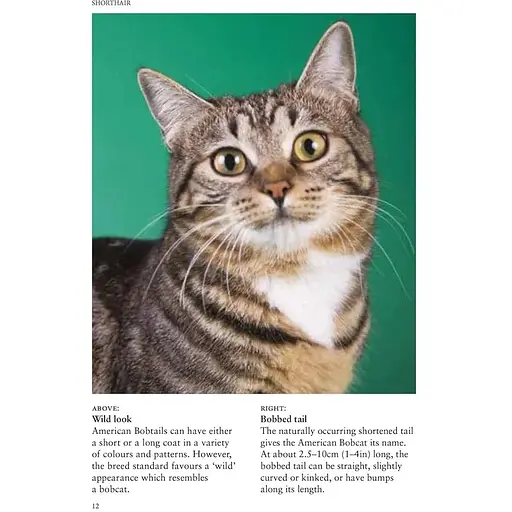 Cat Breeds: Characteristics, Breeds, Care, Origins - Фотопулос Джулианна - фото 3