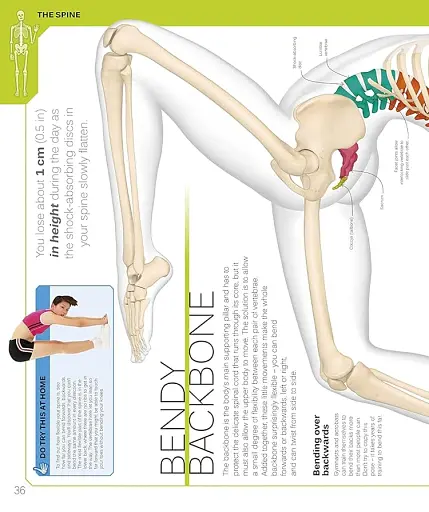 The Skeleton Book. Get to Know Your Bones, Inside Out - фото 4