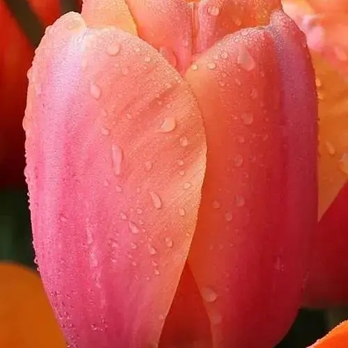 Тюльпан "Apricot Impression" (186321) 2 шт - фото 1