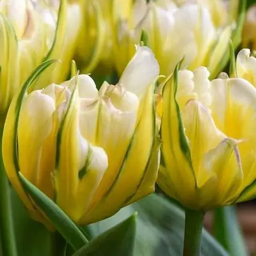 Тюльпан "Sweet Valley" (186244) 2 шт - фото 1