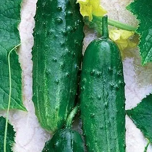 Огурец Весна Феникс (в банке) Органик 15г (45412) - фото 2