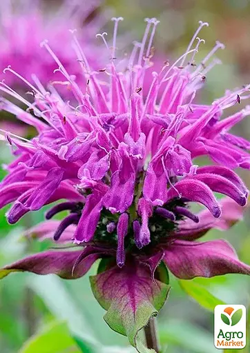 Бергамот (Монарда) "Petite Delight" (187844) 1 саженец - фото 2