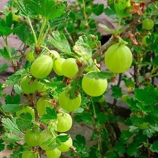 Агрус на штамбі Agro-Market "Інвікта" (Invicta) (середнього терміну дозрівання, великоплідний сорт) (35953) 1 саджанець в упаковці - фото 1