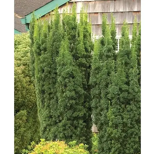 Тис середній "Hicksii" (ком/сітка) висота 70-80см (189065) 1 шт - фото 1