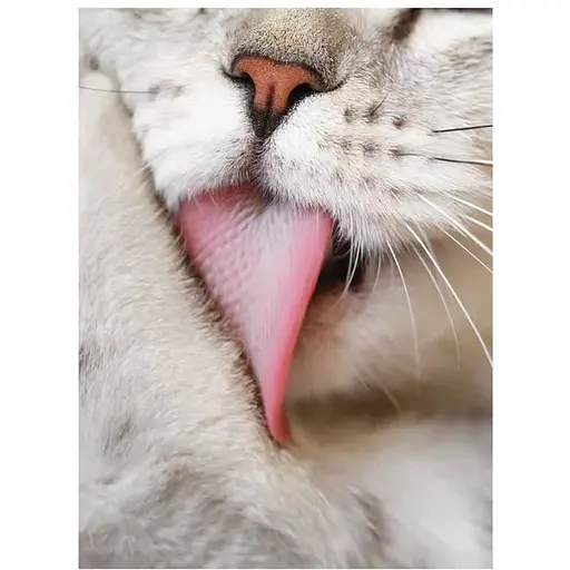 Cats: A Celebration of Our Feline Friends - Фотопулос Джулианна - фото 4