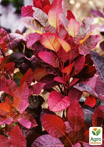 Скумпия 2-х летняя "Grace" С2 высота 30-50см (187684) 1 саженец - фото 3