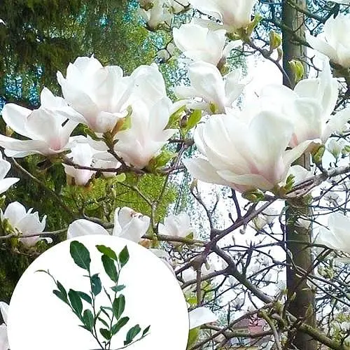 Магнолія 3-річна суланжа "Alba Superba" (висота 60-80см) (166999) 1 саженец - фото 3