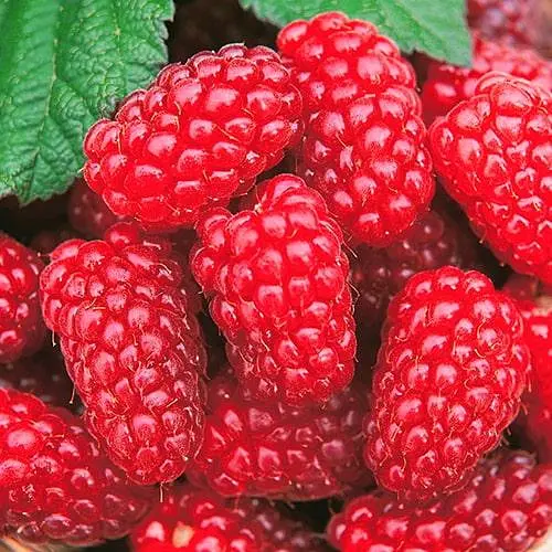 Малина "Благородная" (средний срок созревания, высокоурожайный и бесшипый сорт) 1-летний саженец (189530) 1 шт. - фото 1