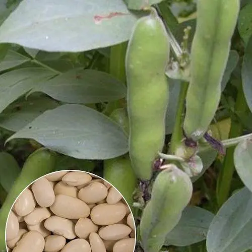 Бобы "Белые" ТМ "Весна" 10г (22321) - фото 1